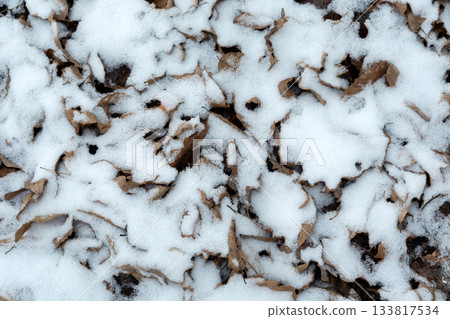 Top view of dry leaves on ground partially covered by snow 133817534