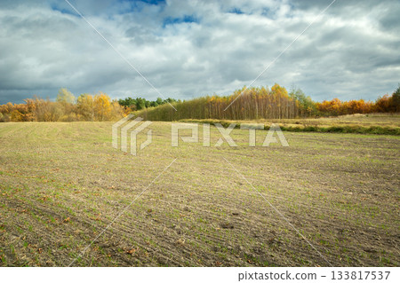 View of a farmland in front of an autumn forest 133817537