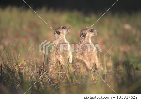 Meerkat looking forward and meerkat looking up 133817622