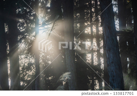 Light beam 133817701