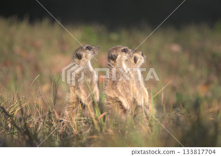 三隻狐獴警戒地註視著遠處的烏鴉。 133817704