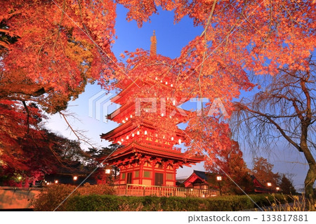 Takahatafudo Temple in Hino City: Five-story pagoda and autumn leaves illuminated 133817881