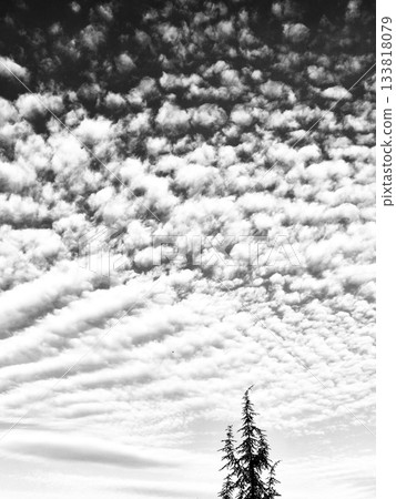 Wavy Altocumulus Clouds in Daytime Sky Over Tree. Dramatic Wavy Sky and Conifer Tree Top. High Cirrocumulus Clouds Above a Green Tree 133818079