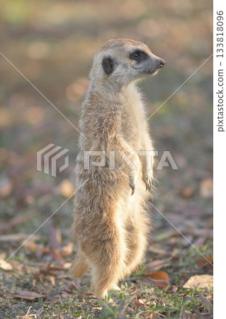 Meerkat standing up towards the sunset 133818096