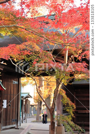 東京世田谷區九本佛上心寺的秋葉 133818105