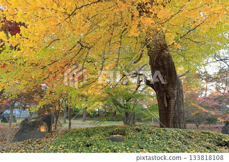 Autumn leaves at Kuhonbutsu Joshinji Temple in Setagaya Ward, Tokyo 133818108