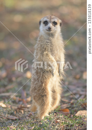 A meerkat inviting you to watch the sunset with him A meerkat inviting you to watch the sunset with him 133818139