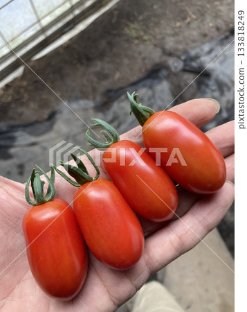 High-sugar cherry tomato "Hula Girl" (plum-shaped) High-sugar cherry tomato "Hula Girl" (plum-shaped) 133818249