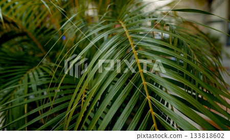A CloseUp of Lush Green Palm Leaves Illuminated by Beautiful Natural Light Outdoors A CloseUp of Lush Green Palm Leaves Illuminated by Beautiful Natural Light Outdoors 133818602