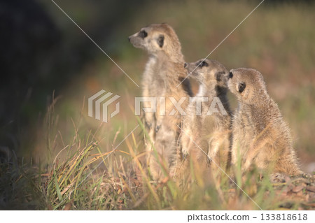 Three meerkats lined up in the setting sun 133818618
