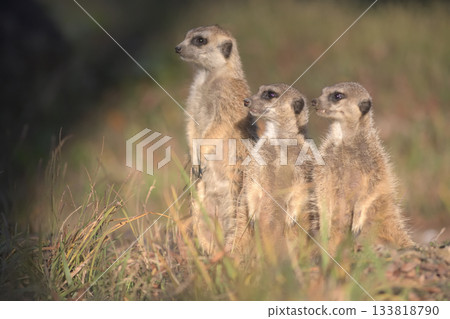 Three meerkats looking in the same direction 133818790