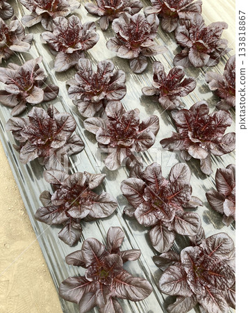 Copper-leaf romaine lettuce (red romaine) growing Copper-leaf romaine lettuce (red romaine) growing 133818867