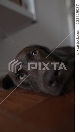 A Relaxed Dog Lying Comfortably on the Floor with a Gentle and Peaceful Expression of Joy 133819027