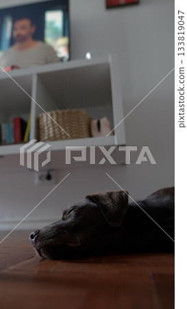 A Tranquil and Relaxing Dog Happily Enjoying Comfort in a Cozy Living Room Setting A Tranquil and Relaxing Dog Happily Enjoying Comfort in a Cozy Living Room Setting 133819047