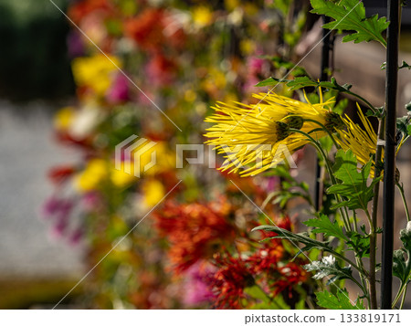Beautifully blooming Saga chrysanthemums 133819171