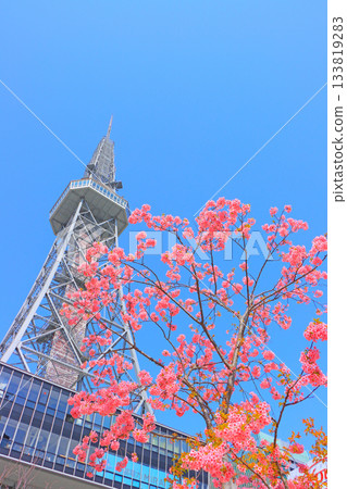 Scenery of Kawazu cherry blossoms and Nagoya TV Tower, Nagoya City, Aichi Prefecture 133819283