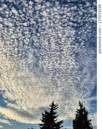 Wavy Altocumulus Clouds in Daytime Sky Over Tree. Dramatic Wavy Sky and Conifer Tree Top. High Cirrocumulus Clouds Above a Green Tree 133819286