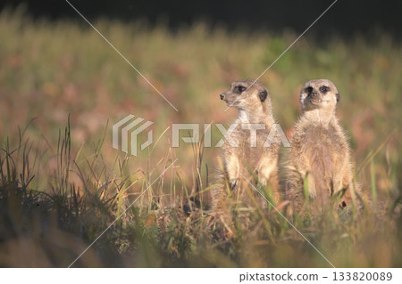 狐獴沐浴在一天中最後的陽光下 133820089