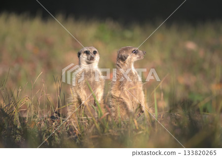 Meerkat watching the setting sun 133820265