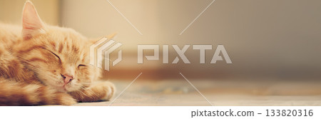 Little Red Kitten Sleeping On Bed Little Red Kitten Sleeping On Bed 133820316