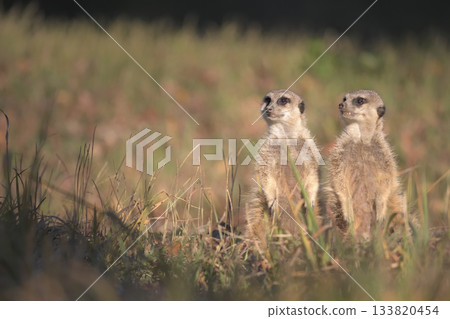 The meerkats turned their heads to the side, wondering if someone was calling them. 133820454