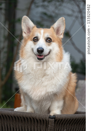 A Pembroke Welsh Corgi, happy and open-mouthed, sat facing forward for the photo. A Pembroke Welsh Corgi, happy and open-mouthed, sat facing forward for the photo. 133820482