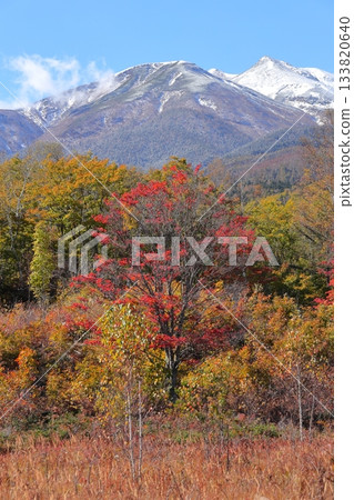 [Nagano Prefecture] Norikura Highlands and Ichinose Park 133820640