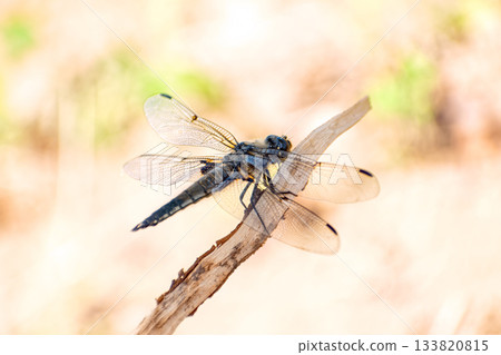 Four-spotted chaser (Libellula quadrimaculata) dragonfly perches on dry twig against blurred background. Four-spotted chaser (Libellula quadrimaculata) dragonfly perches on dry twig against blurred background. 133820815