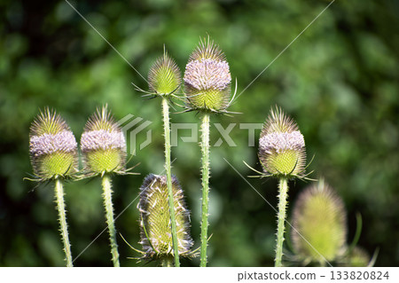 Close-up view of flowering wild teasel (Dipsacus fullonum) plants with spiky, cone-shaped heads and delicate purple-pink blossoms in natural, vibrant green meadow setting. Close-up view of flowering wild teasel (Dipsacus fullonum) plants with spiky, cone-shaped heads and delicate purple-pink blossoms in natural, vibrant green meadow setting. 133820824
