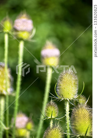 Vertical, close-up shot of green, spiky wild teasel (Dipsacus fullonum) flower heads in field, with soft green bokeh background. 133820825