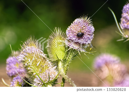 Wild Teasel Flower Head with Pollinators. Close-up shot of spiky, cone-shaped wild teasel (Dipsacus fullonum) flower head, featuring delicate purple blossoms and two small insects. 133820828