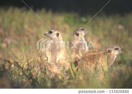 Three meerkats on guard in three directions 133820880