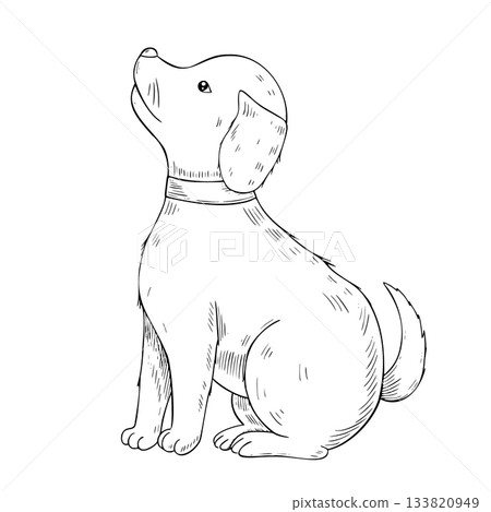 Sitting Dog vector drawing. Illustration of Puppy for vintage pet design. Engraving of domestic canine animal in etching style painted by black inks on isolated background. Vintage art of friend. 133820949