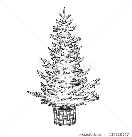 Vector engraving of a Christmas tree in a woven basket. Linear illustration of Xmas spruce for pine for holiday greeting cards or New Year invitations. Art painted by black inks for vintage posters. Vector engraving of a Christmas tree in a woven basket. Linear illustration of Xmas spruce for pine for holiday greeting cards or New Year invitations. Art painted by black inks for vintage posters. 133820957