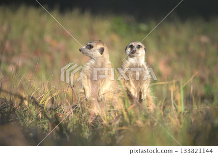 A meerkat wary of crows and a meerkat gazing at the sunset 133821144