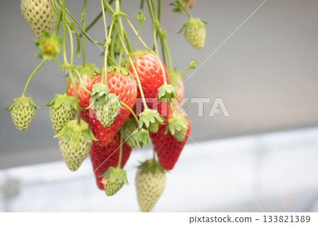 red ripe strawberries 133821389