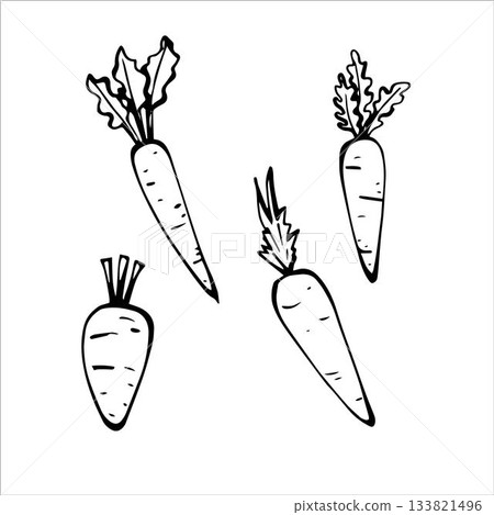 Carrot, hand drawn ink sketches Carrot, hand drawn ink sketches 133821496