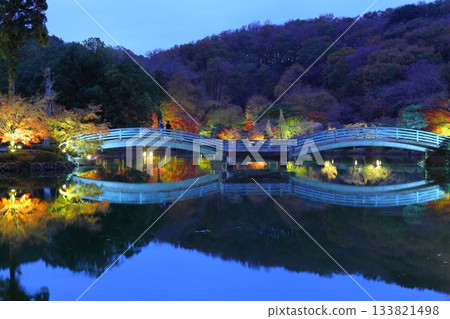 Autumn leaves illuminated at Yakushiike Park in Machida, Tokyo 133821498
