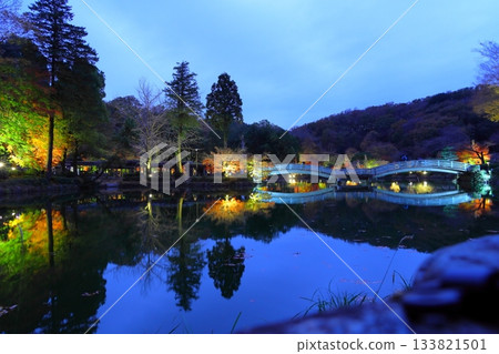 Autumn leaves illuminated at Yakushiike Park in Machida, Tokyo 133821501