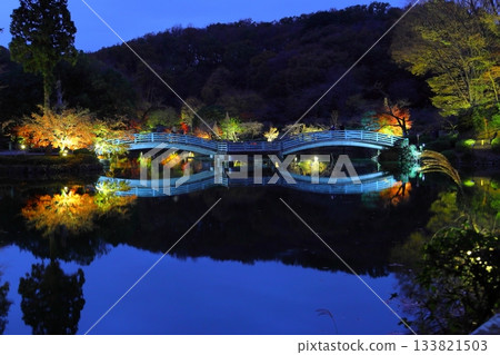Autumn leaves illuminated at Yakushiike Park in Machida, Tokyo 133821503