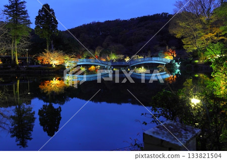 Autumn leaves illuminated at Yakushiike Park in Machida, Tokyo Autumn leaves illuminated at Yakushiike Park in Machida, Tokyo 133821504
