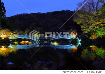 Autumn leaves illuminated at Yakushiike Park in Machida, Tokyo 133821505