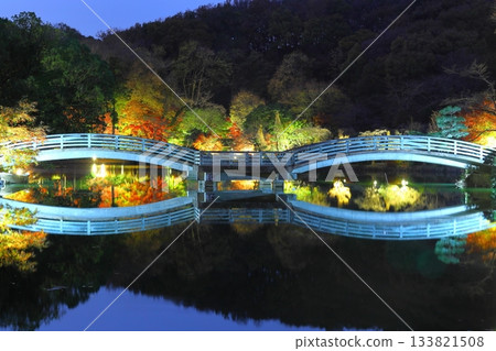 東京町田藥師池公園的秋葉在燈光的襯托下顯得格外迷人。 東京町田藥師池公園的秋葉在燈光的襯托下顯得格外迷人。 133821508