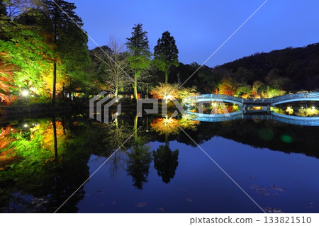 Autumn leaves illuminated at Yakushiike Park in Machida, Tokyo Autumn leaves illuminated at Yakushiike Park in Machida, Tokyo 133821510