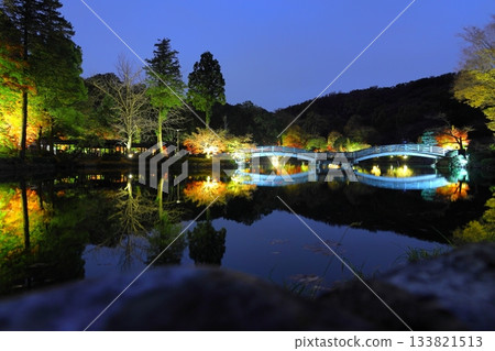 東京町田藥師池公園的秋葉在燈光的襯托下顯得格外迷人。 133821513