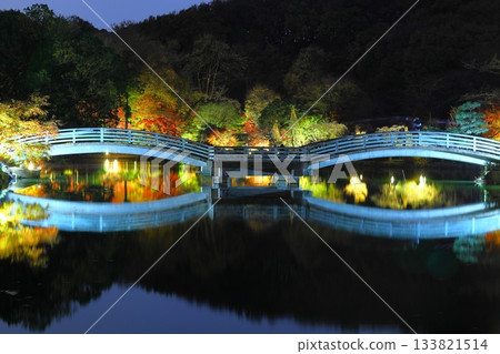 東京町田藥師池公園的秋葉在燈光的襯托下顯得格外迷人。 133821514