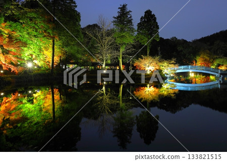 東京町田藥師池公園的秋葉在燈光的襯托下顯得格外迷人。 133821515