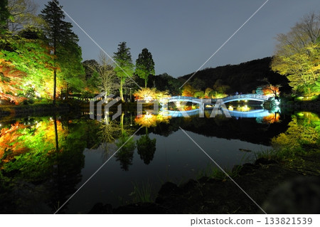 東京町田藥師池公園的秋葉在燈光的襯托下顯得格外迷人。 東京町田藥師池公園的秋葉在燈光的襯托下顯得格外迷人。 133821539