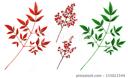 南天竹的葉子和果實，綠色和紅色 133821544