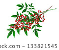 Nandina berries and leaves 133821545
